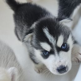 Pomsky Puppies from Peoria Pomskies
