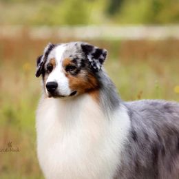 Australian Shepherds from Anew Australian Shepherds