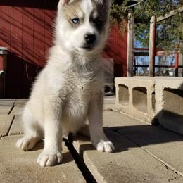 Cupid - Gray and white male Siberian Husky puppy in Mccool Junction, Nebraska from Sininger Lagoon