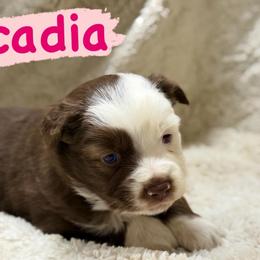 Acadia - Red tri female Miniature Australian Shepherd puppy in South Central, Pennsylvania from Windy Hills Mini Aussies & Doodles