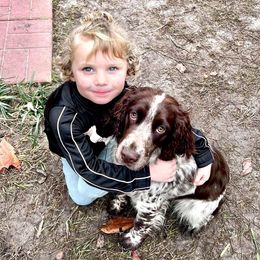 English Springer Spaniel Puppies from Spradley Springers