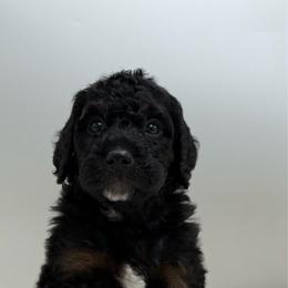 Big McIntash - Tri-color male Bernedoodle puppy in Clermont, Florida from Shadow Bernedoodles & Dog Training