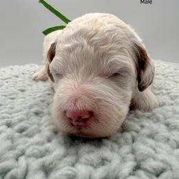 Apollo - Parti male Goldendoodle puppy in Sunman, Indiana from Brunsman Country Doodles LLC