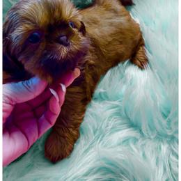 Flame - Red male Shih Tzu puppy in Port Orchard, Washington from Buttons N Bows
