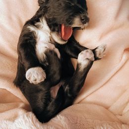 Bernedoodle and Yorkshire Terrier Puppies from Ellies cute as a Button Yorkies