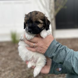 Havanese and Havapoo Puppies from Ladypawspuppies