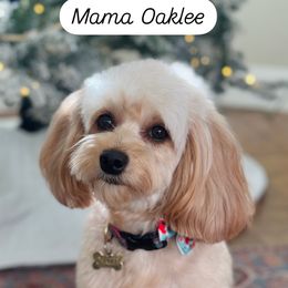 Oaklee aka St. Helena - Goldendoodle