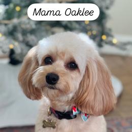 Oaklee aka St. Helena - Goldendoodle