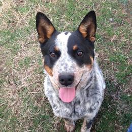 Ruger - Australian Cattle Dog
