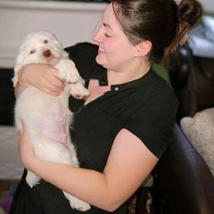 Clumber Spaniel Puppies from Wanderlust Clumber Spaniels