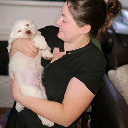 Clumber Spaniel Puppies from Wanderlust Clumber Spaniels
