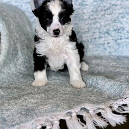 Squid - Black and white female Chinese Crested puppy in New Smyrna Beach, Florida from FronkLinn Kennel