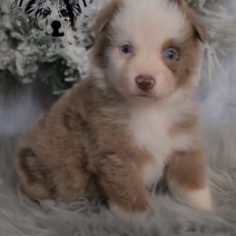 Zayla - Red merle female Australian Shepherd puppy in Fultonville, New York from Sandy Aussies & Pomeranians