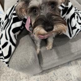 Miniature Schnauzer All Grown Up from Good Shepherd K9 Initiative