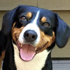 Entlebucher Mountain Dogs from Swiss Stock Entlebuchers