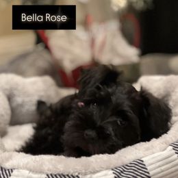 Miniature Schnauzer Puppies from Mt. View's Pretty Little Schnauzers