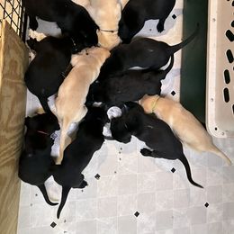 Labrador Retriever Puppies from Hunter’s Moon Retrievers