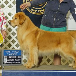 Border Collies and Golden Retrievers from AmazingK9s