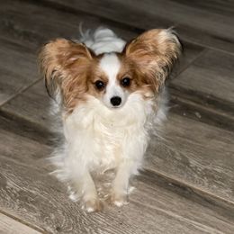 Noelle - Papillon