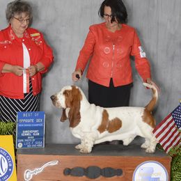 Justice - Basset Hound