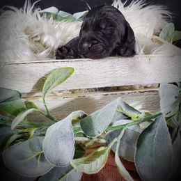 Dilute Retriever and Labradoodle Puppies from Von Bussler Labradoodles & Retrievers