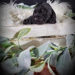 Dilute Retriever and Labradoodle Puppies from Von Bussler Labradoodles & Retrievers