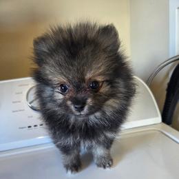 Twinkle Toes - Wolf sable male Pomeranian puppy in Austin, Texas from Heart Of Texas Pom's