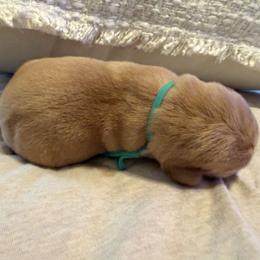 Bandit - Yellow male Labrador Retriever puppy in Canton, Georgia from Dukes Retirevers