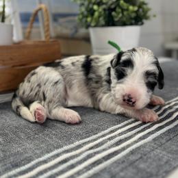 Torrey Pine - White and blue merle female Bordoodle puppy in Valley Center, California from Circle R Valley Bordoodls