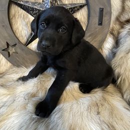Boy 3 - Labrador Retriever puppy in Elk River, Minnesota from Stueber Labradors