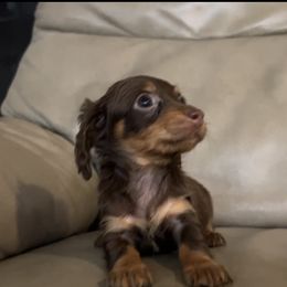 Cinnamon - Chocolate and tan female Dachshund puppy in Fort Myers, Florida from Lady Margery’s Dachshunds