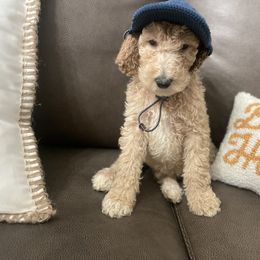 Hunter - Apricot male Poodle puppy in Calimesa, California from Coriander Farm Pups