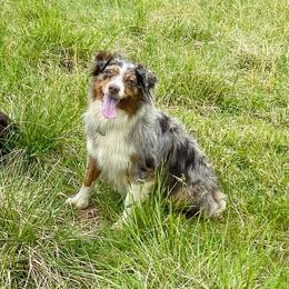 Merle - Australian Shepherd