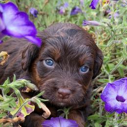 Clove (purple collar) - Red phantom female Aussiedoodle puppy in Mouth Of Wilson, Virginia from HoneyBunn Doodle Co.