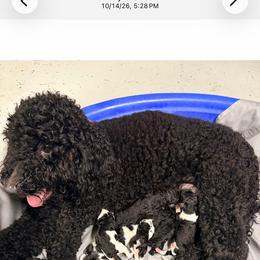 Goldendoodle puppies from AZ Royal Doxies llc