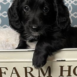 Cockapoo, Goldendoodle, and Poodle Puppies from Mason Farmhouse Poodles, Doodles & Poos (Breeding & Stud Services)