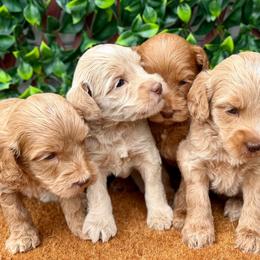 4th pick boy - Caramel male Australian Labradoodle puppy in Hartshorne, Oklahoma from Jena Edmond