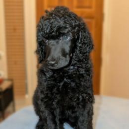 Ridoc - Black male Poodle puppy in Vail, Arizona from Semper Poodelis