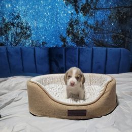 Lilac Boy - Tan and white male Beagle puppy in New River, Arizona from Desert Mountain Dobermans