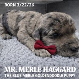 Merle Haggard - Merle male Goldendoodle puppy in Aurora, Illinois from Chicago Goldendoodles