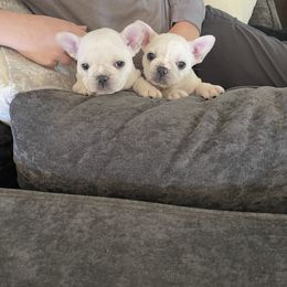 French Bulldog Puppies from Windy Vally Frenchies