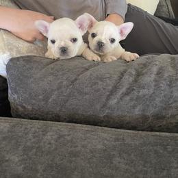 French Bulldog Puppies from Windy Vally Frenchies