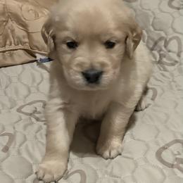 9B Mr. Blue - Light golden male Golden Retriever puppy in Garland, Texas from RFGoldens