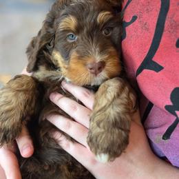 Hazel - Tri-color female Bernedoodle puppy in Malden, Illinois from Doting Doodles