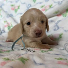 Greta - Cream female Dachshund puppy in Janesville, California from Elysian Creek Doxies