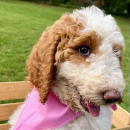 Goldendoodle and Poodle Puppies from SnickerDoodlePups