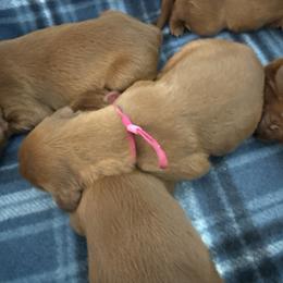 Hot pink girl - Chestnut female Irish Setter puppy in West Haven, Utah from McClellan Setters