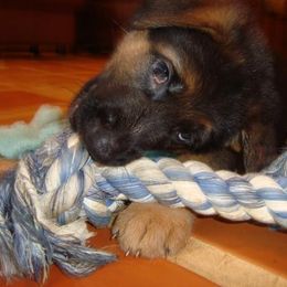 Berger Blanc Suisse and German Shepherd Puppies from Vom Hundhaus  Shepherds