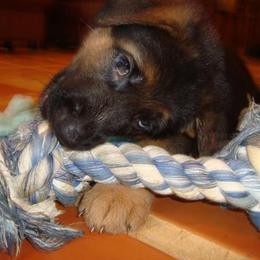 Berger Blanc Suisse and German Shepherd Puppies from Vom Hundhaus  Shepherds