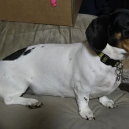 Zoey - Dachshund